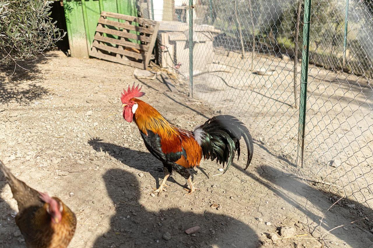 Agriturismo Cappellese Castelnuovo della Misericordia Dış mekan fotoğraf